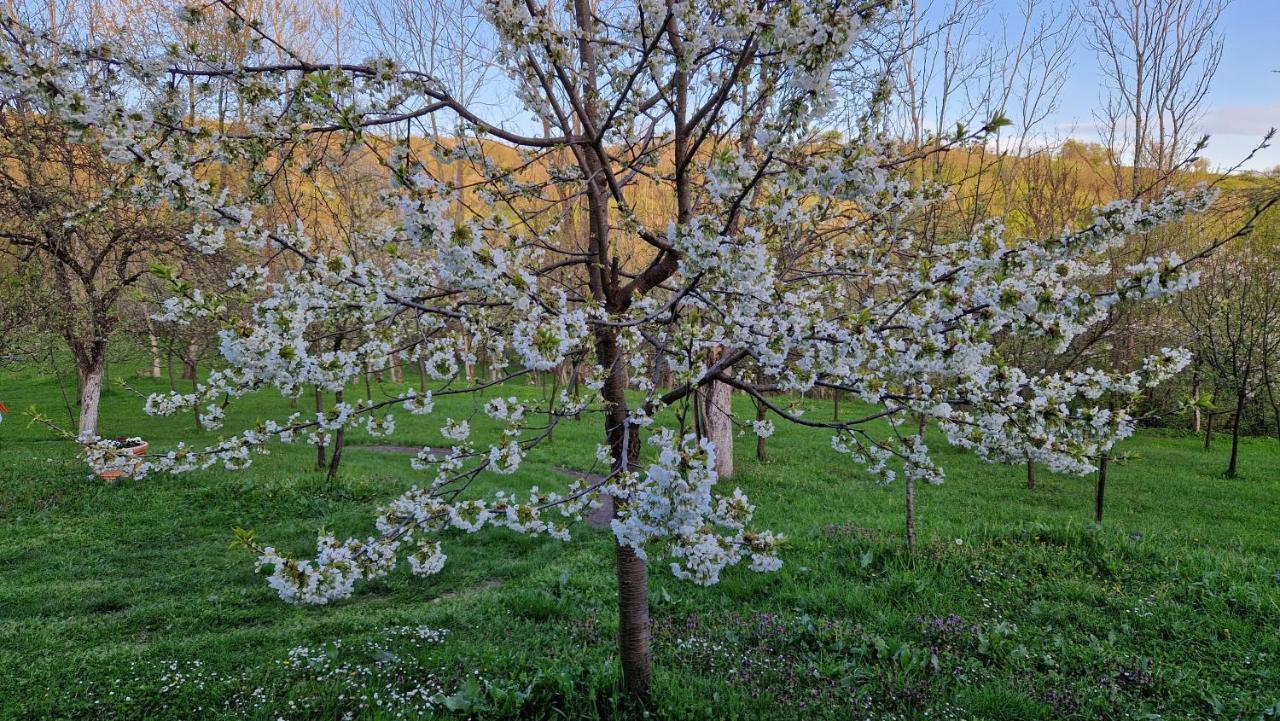 La Salasul Fermecat In Cheile Carasului Iabalcea Exteriör bild